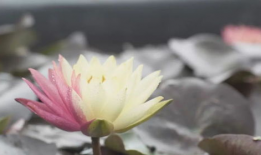 荷花短视频,短视频中的荷花魅力瞬间